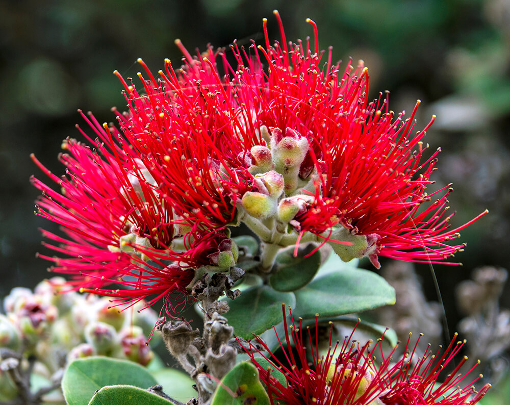 lehua